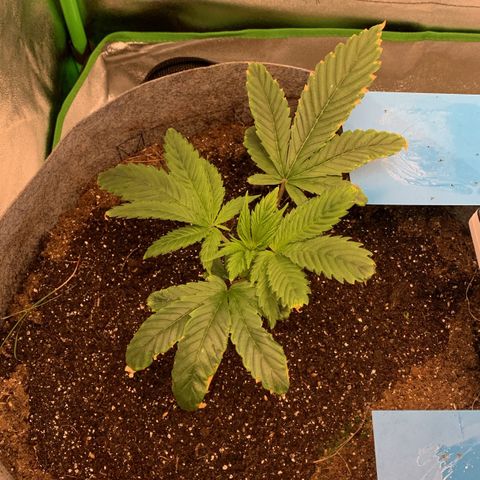 Afghani #1 growlog timeline photo