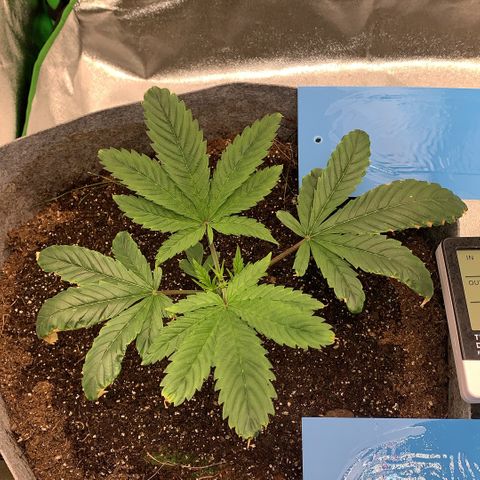 Afghani #1 growlog timeline photo
