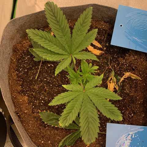 Afghani #1 growlog timeline photo