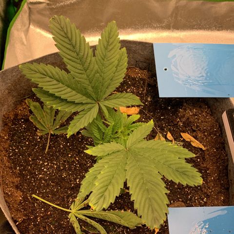 Afghani #1 growlog timeline photo