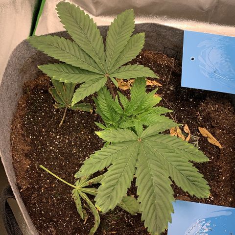 Afghani #1 growlog timeline photo