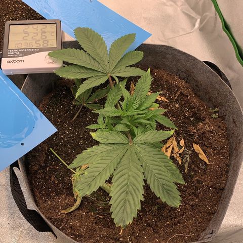 Afghani #1 growlog timeline photo