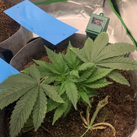 Afghani #1 growlog timeline photo