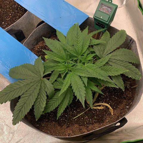 Afghani #1 growlog timeline photo