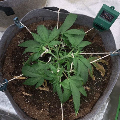 Afghani #1 growlog timeline photo