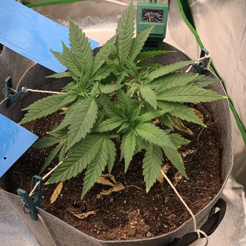 Afghani #1 growlog timeline photo