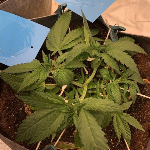 Afghani #1 growlog timeline photo