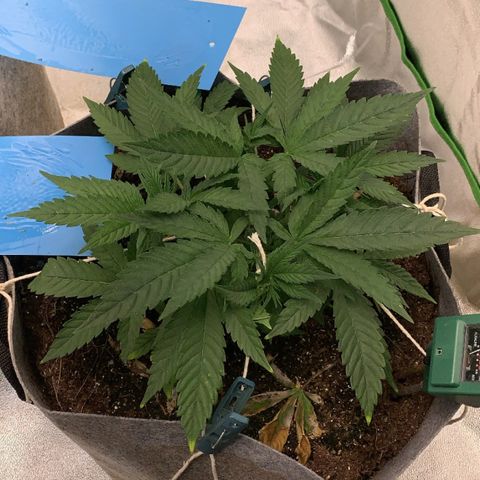 Afghani #1 growlog timeline photo