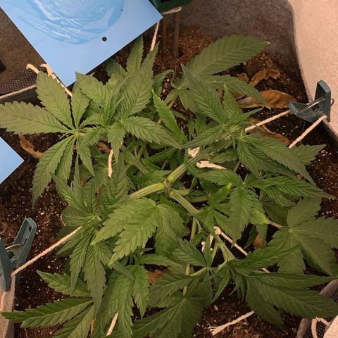 Afghani #1 growlog timeline photo
