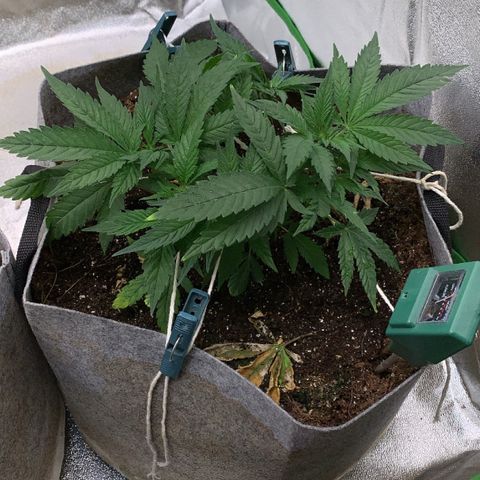 Afghani #1 growlog timeline photo