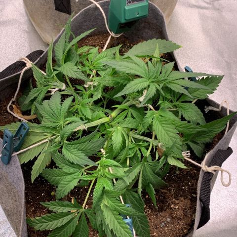 Afghani #1 growlog timeline photo