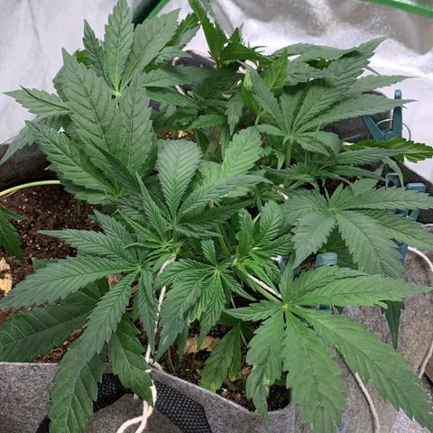 Afghani #1 growlog timeline photo
