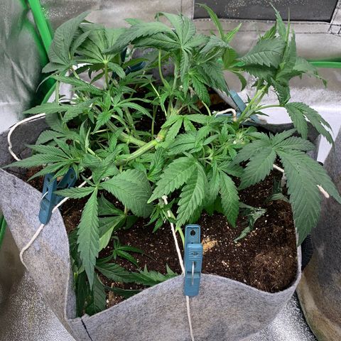 Afghani #1 growlog timeline photo