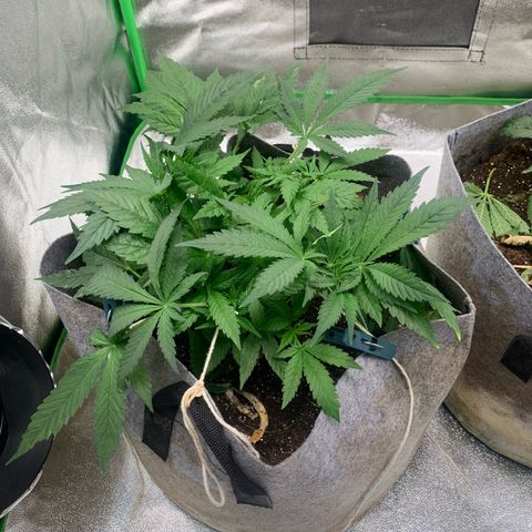 Afghani #1 growlog timeline photo
