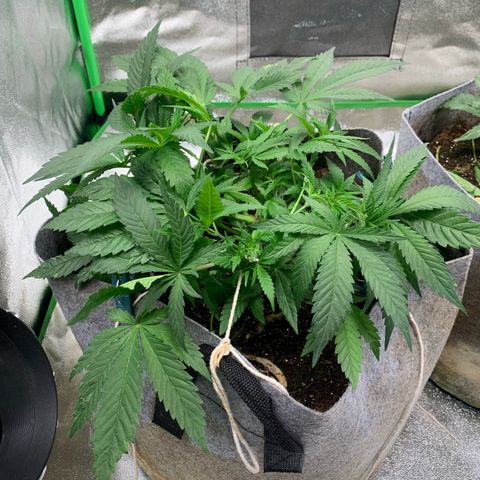 Afghani #1 growlog timeline photo