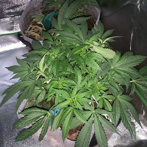 Afghani #1 growlog timeline photo