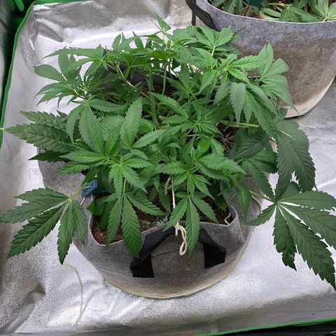 Afghani #1 growlog timeline photo