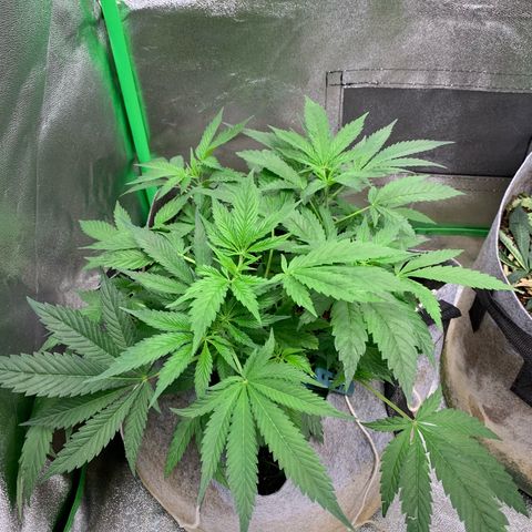 Afghani #1 growlog timeline photo