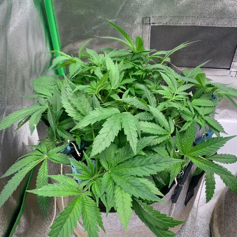 Afghani #1 growlog photo: Inicio de tratamento contra ácaros