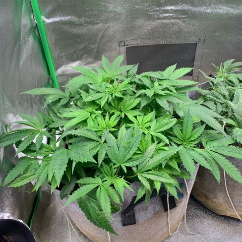 Afghani #1 growlog timeline photo