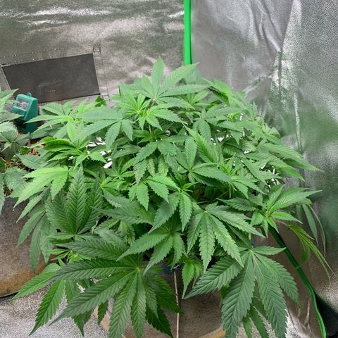 Afghani #1 growlog timeline photo