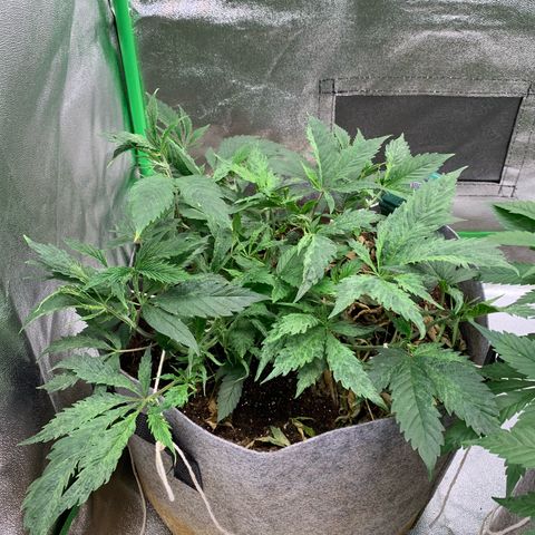 Afghani #2 growlog timeline photo