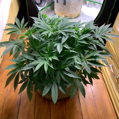 Afghani #1 growlog timeline photo