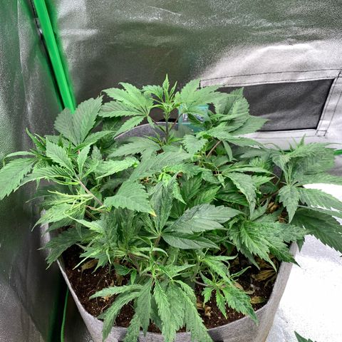 Afghani #2 growlog timeline photo
