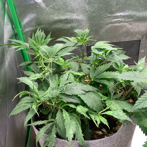 Afghani #2 growlog timeline photo