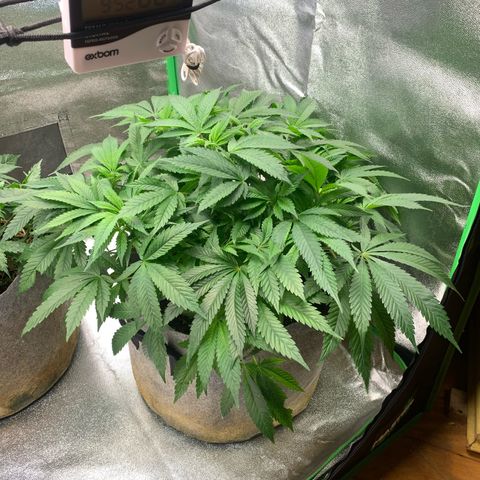 Afghani #1 growlog timeline photo