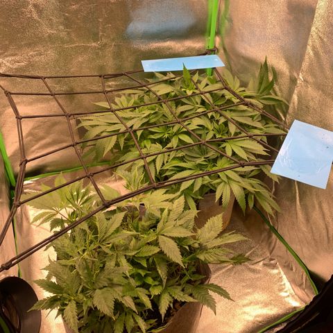 Afghani #2 growlog timeline photo