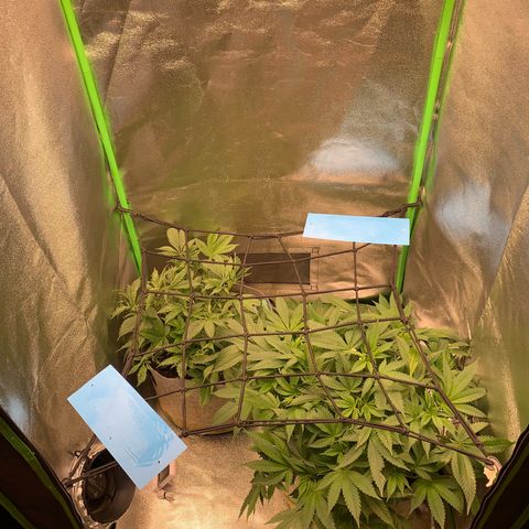 Afghani #2 growlog timeline photo