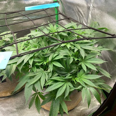 Afghani #1 growlog timeline photo