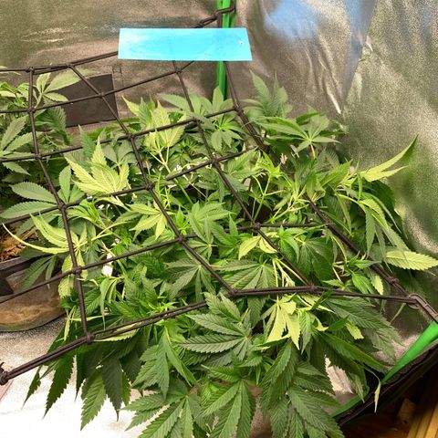 Afghani #1 growlog photo: Primeiros testes de scrog