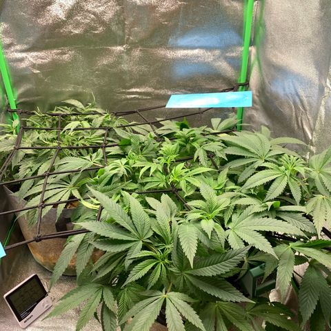 Afghani #2 growlog timeline photo