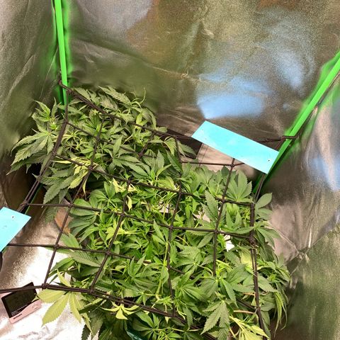 Afghani #2 growlog timeline photo