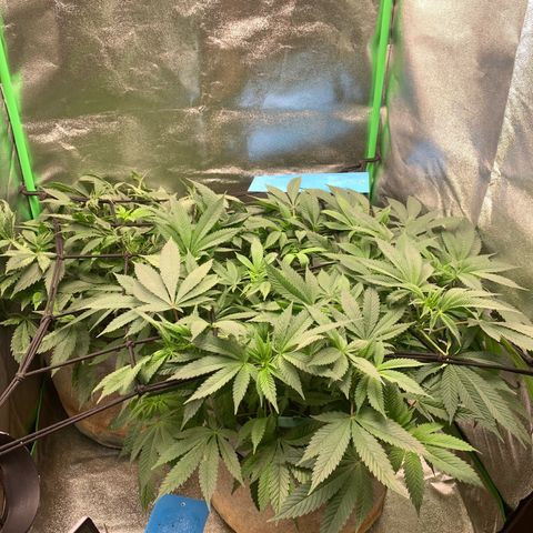 Afghani #2 growlog timeline photo