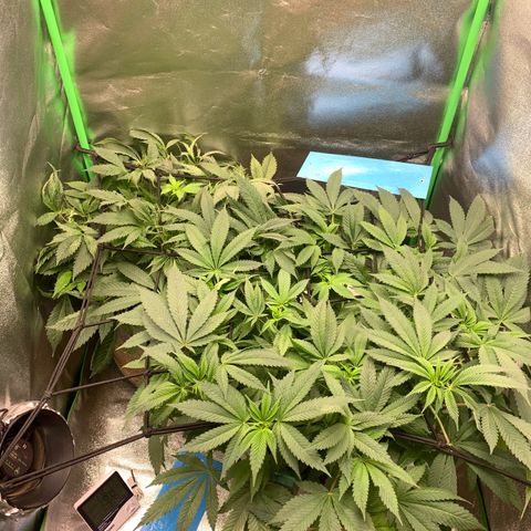 Afghani #2 growlog timeline photo