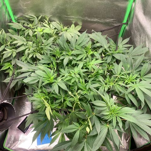 Afghani #2 growlog timeline photo
