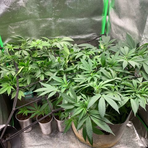 Afghani #2 growlog timeline photo