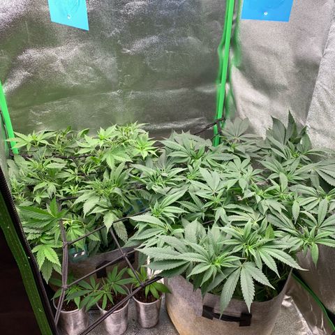 Afghani #2 growlog timeline photo
