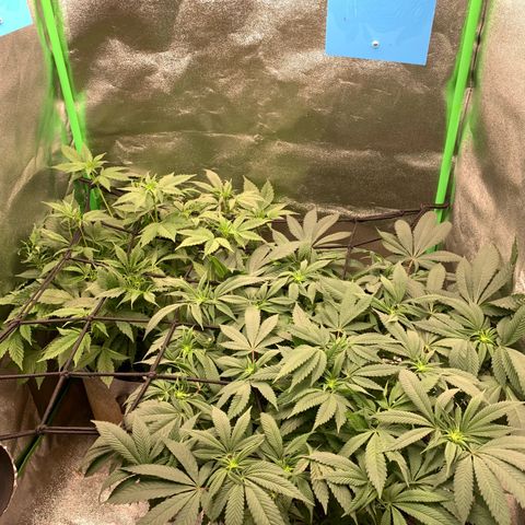 Afghani #2 growlog timeline photo