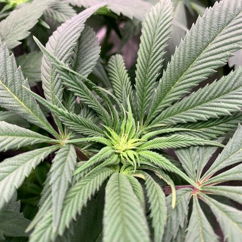 Afghani #1 growlog timeline photo