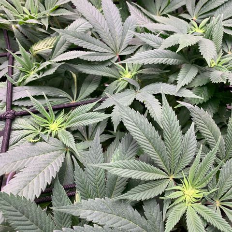 Afghani #1 growlog timeline photo