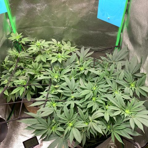 Afghani #2 growlog timeline photo