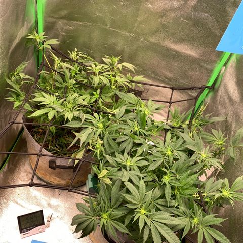 Afghani #2 growlog timeline photo