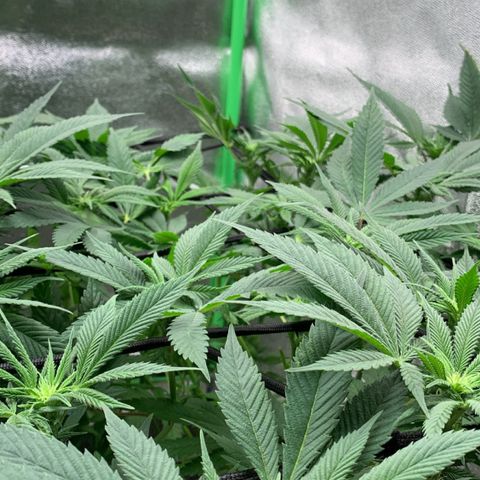 Afghani #1 growlog timeline photo