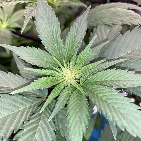 Afghani #2 growlog timeline photo