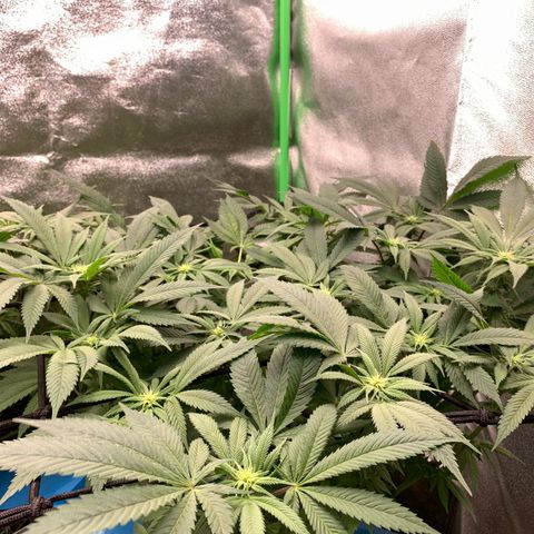 Afghani #1 growlog timeline photo