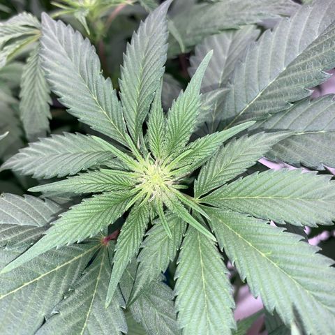 Afghani #2 growlog timeline photo